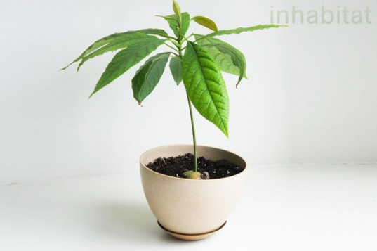 Baby-Avocado-Tree-537x357