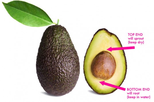 Grow your own avocado tree