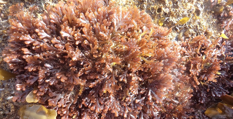 Researchers Discover Seaweed That Tastes Like Bacon, But (Twice As Healthy As Kale)