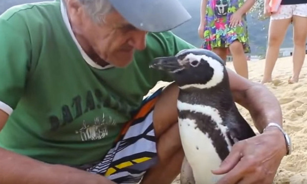 Brazilian man and his penguin credit Rio de Janeiro Federal University