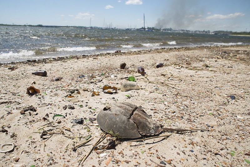 broken-glass-bottles-old-shoes-and-crab-carapaces-form-a-thick-layer-of-waste-on-the-sand-stretching-as-far-as-you-can-see-in-any-direction