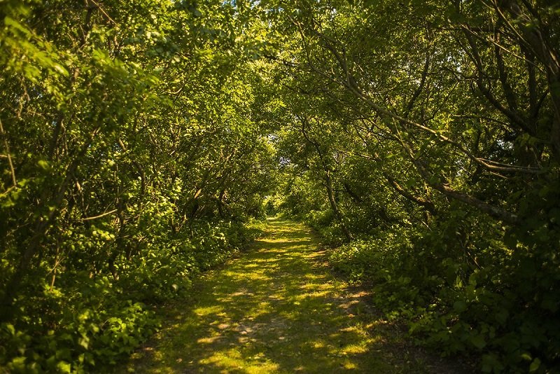 to-enter-the-bay-you-first-walk-through-some-of-the-most-lush-green-paths-found-anywhere-in-new-york