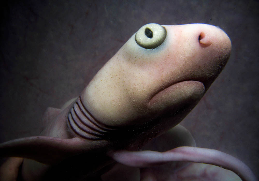 Model of a mid stage Lemon Shark embryo. (Photo credit © David Barlow Photography) CGI STILL