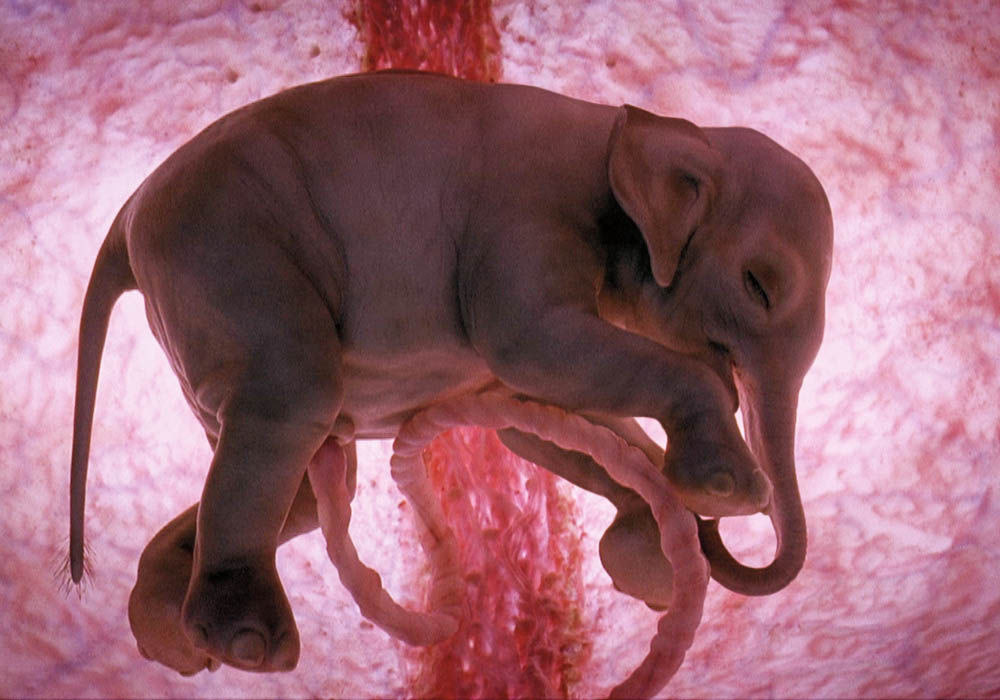 IMAGES ARE FOR YOUR ONE-TIME EXCLUSIVE USE ONLY FOR MEDIA PROMOTION OF THE NATIONAL GEOGRAPHIC BOOK "IN THE WOMB -- ANIMALS." NO SALES, NO TRANSFERS. Elephant – p 4-5 An Asian elephant fetus after 12 months in the womb. Pioneer Productions/David Barlow
