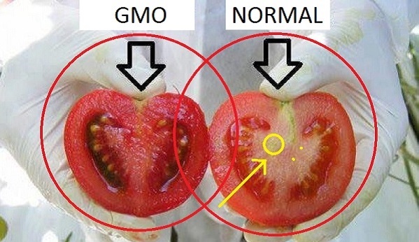 We are Eating POISON! Here's How To Identify GMO Tomatoes In 2 Easy Steps!