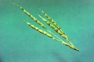 corn1