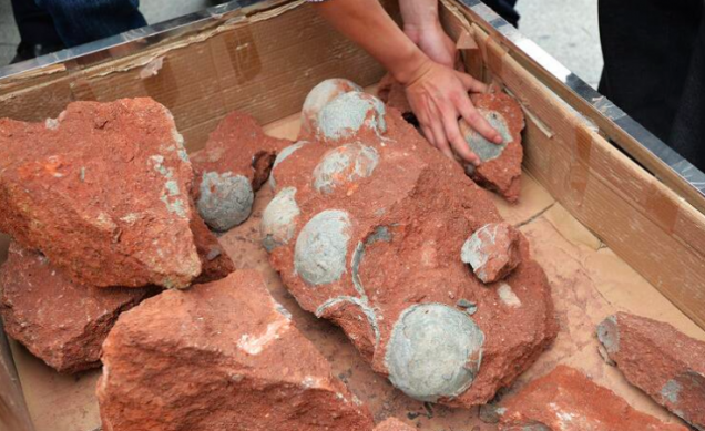 chinese-roadworkers-unearth-nest-of-forty-three-fossilised-dinosaur-eggs