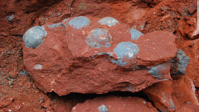 fossilized-dinosaur-eggs-found-in-china