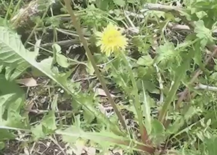 dandelion-flower